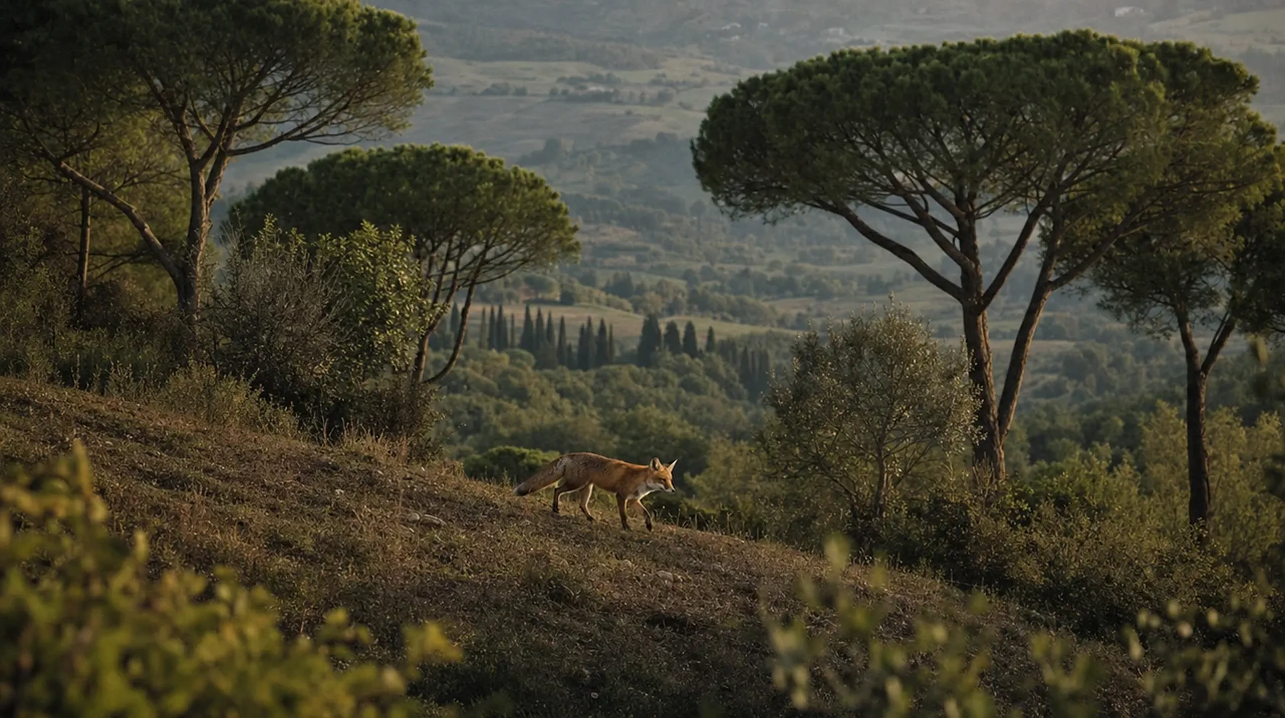 Stone pines over the valley, a deer grazing below