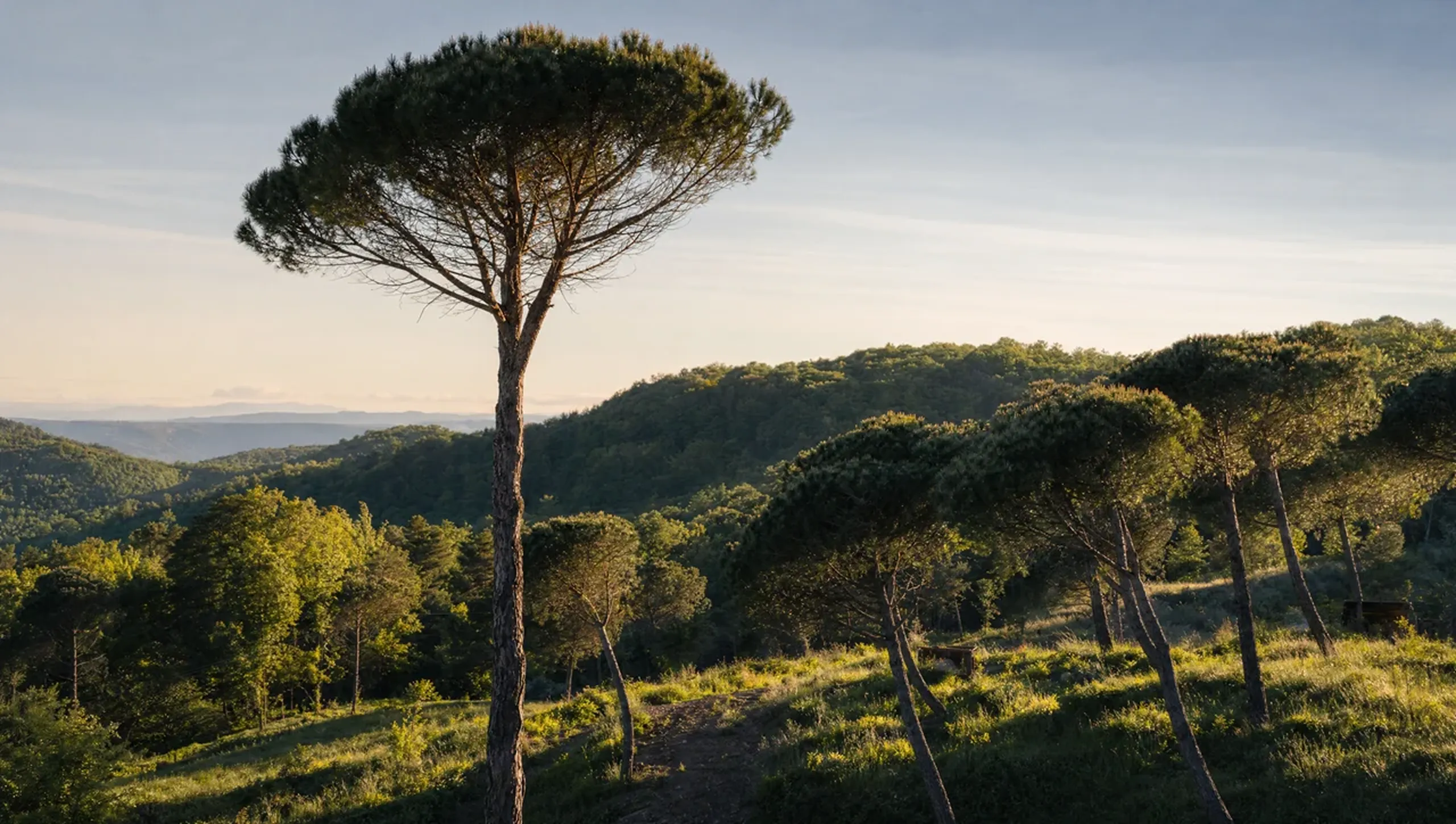 A great stone pine over the rolling Tuscan hills